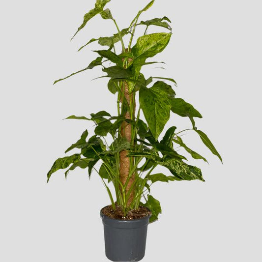 Syngonium podophyllum Mottled