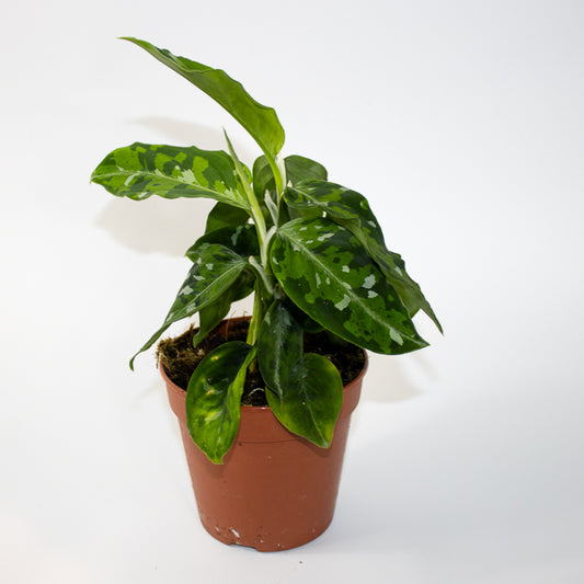Aglaonema Tricolor