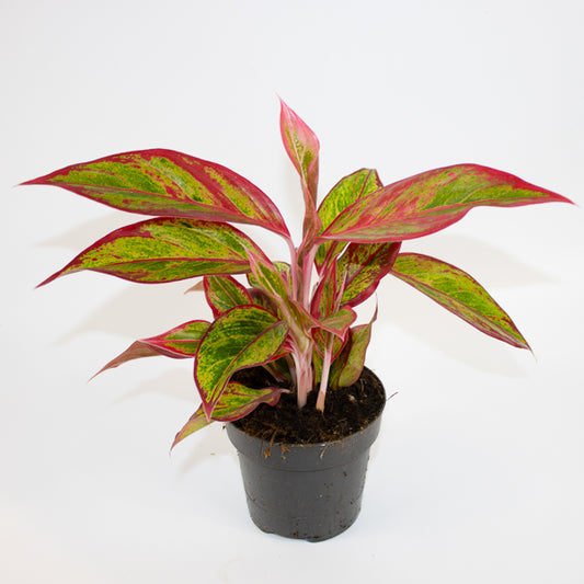 Aglaonema Jungle Lava