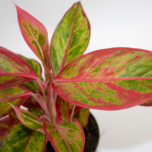 Aglaonema 'Jungle Lava'
