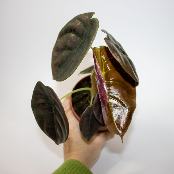 Alocasia cuprea Red Secret Ø12cm H25cm