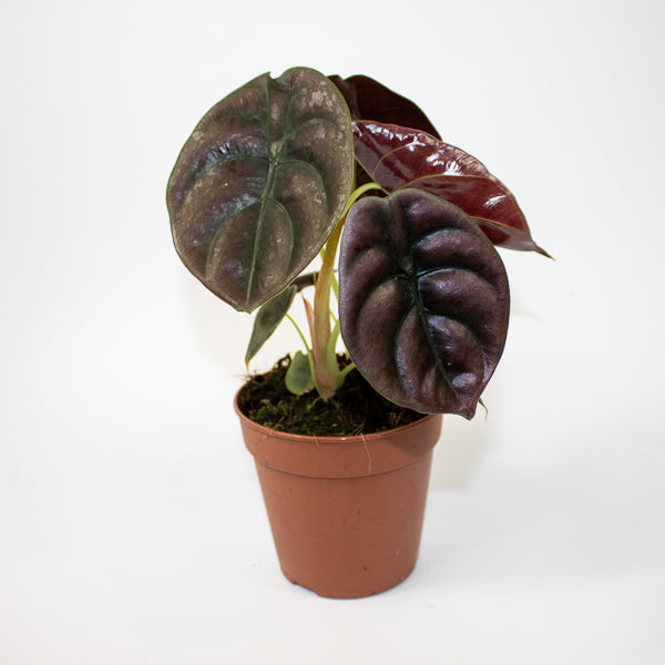 Alocasia cuprea Red Secret Ø12cm H25cm
