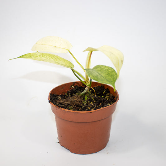 Philodendron FLORIDA GHOST Ø10.5cm H15cm