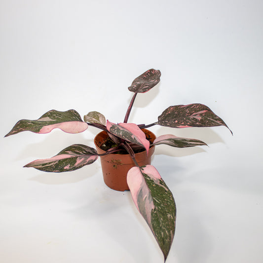 Philodendron Pink Princess Marble Ø10.5cm H15cm