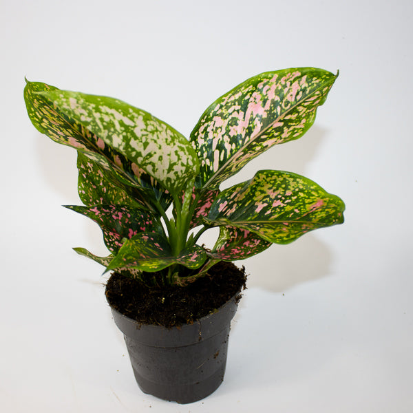 Aglaonema 'Pink Leopard'