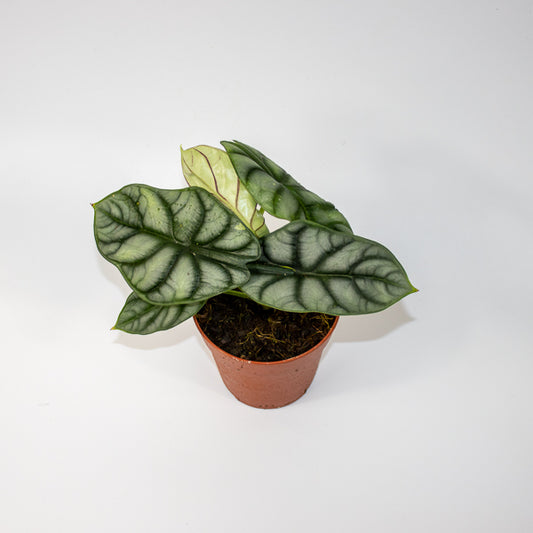 Alocasia Silver Dragon 12cm H25cm