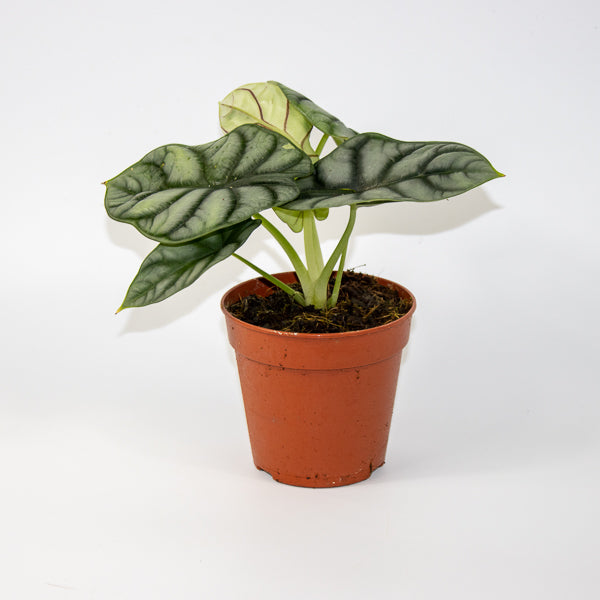 Alocasia Silver Dragon 12cm H25cm