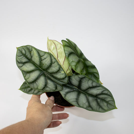 Alocasia 'Silver Dragon' 45