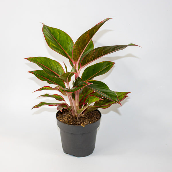 Aglaonema 'Jungle Red'