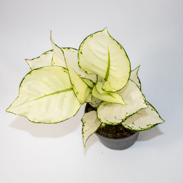 Aglaonema 'White Joy'