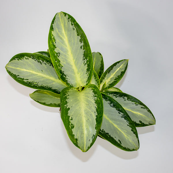 Aglaonema 'Silver Blue'