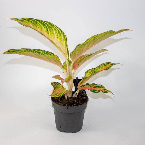 Aglaonema 'Eyecatcher'
