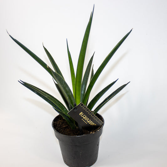 Sansevieria Comet Amazon Green Ø12cm H27cm