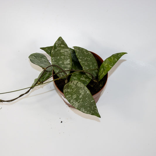 Hoya caudata Ø12cm H15cm