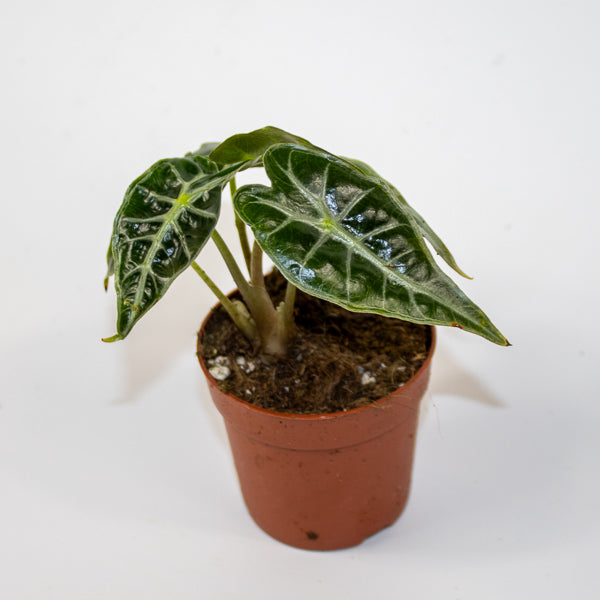 Alocasia 'Mandalay'