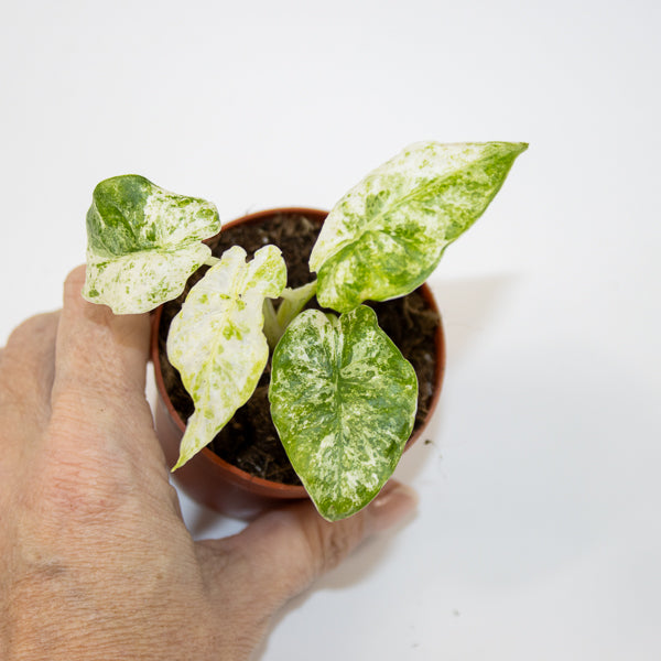 Alocasia odora 'Batik Variegata'