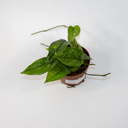 Amydrium medium Spider Ø9cm H15cm
