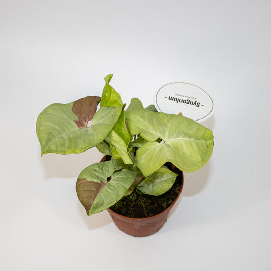 Syngonium Confetti Ø12cm H25cm