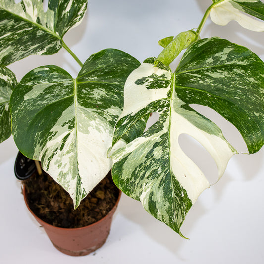 Monstera deliciosa Variegata Ø15cm H45cm