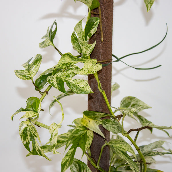 Epipremnum pinnatum Marble Variegata Ø13cm H35cm