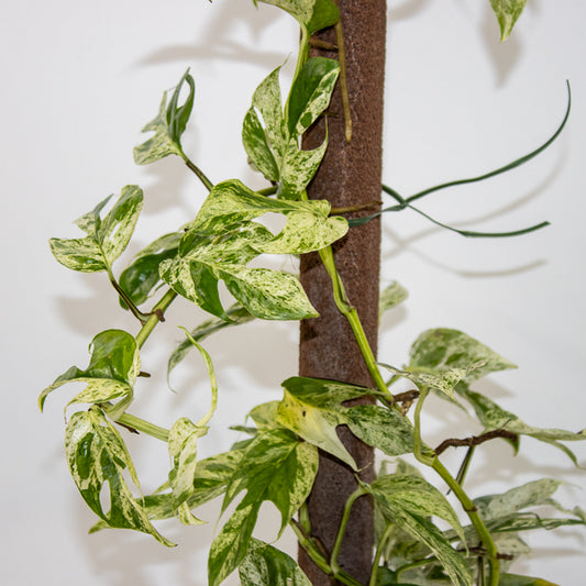 Epipremnum pinnatum Marble Variegata Ø13cm H35cm