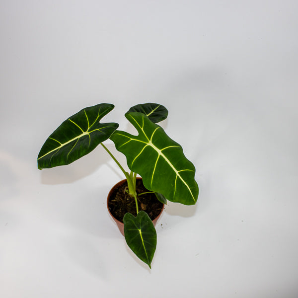 Alocasia micholitziana Frydek 6