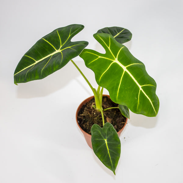 Alocasia micholitziana Frydek 7