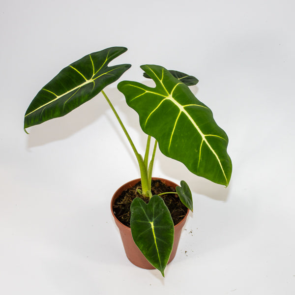 Alocasia micholitziana Frydek 8