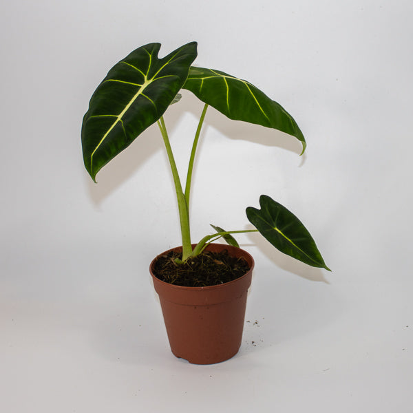 Alocasia micholitziana Frydek 9