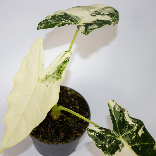 Alocasia micholitziana Frydek Variegata Ø12cm H30cm