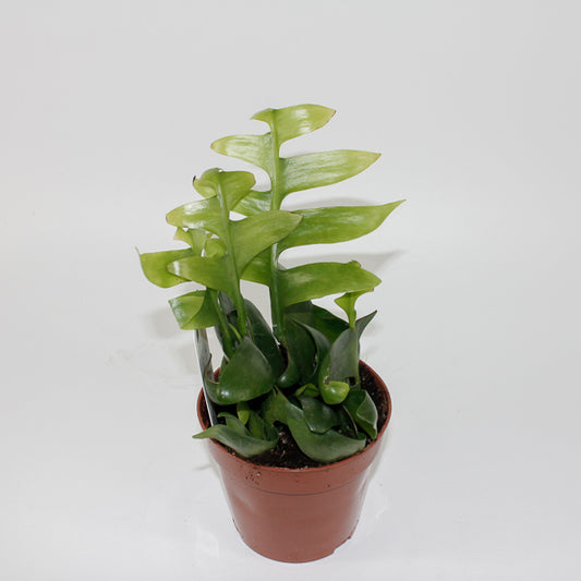 Fern Leaf Cactus - Epiphyllum Chrysocardium Ø12cm H22cm
