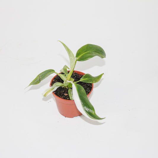 Philodendron White Princess Ø6cm H15cm