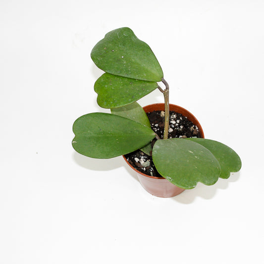 Hoya kerrii ‘Fuzzy leaves’ (Small Vine) Ø10.5cm H20cm