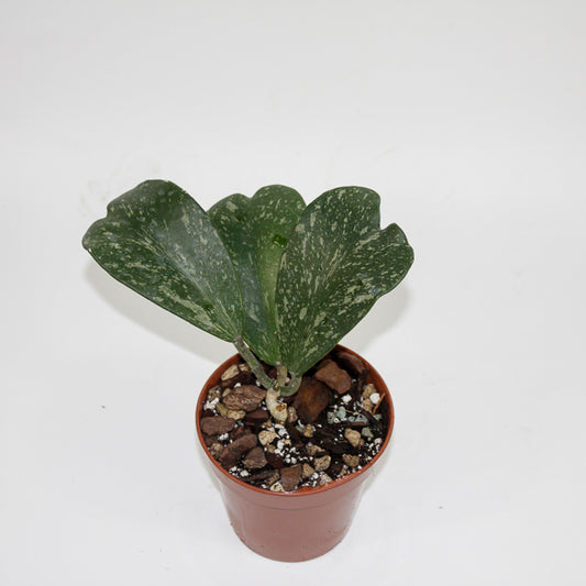 Hoya kerrii ‘Splash’ (Small Vine) Ø10.5cm H20cm