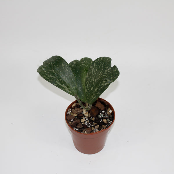 Hoya kerrii ‘Splash’ (Small Vine) Ø10.5cm H20cm