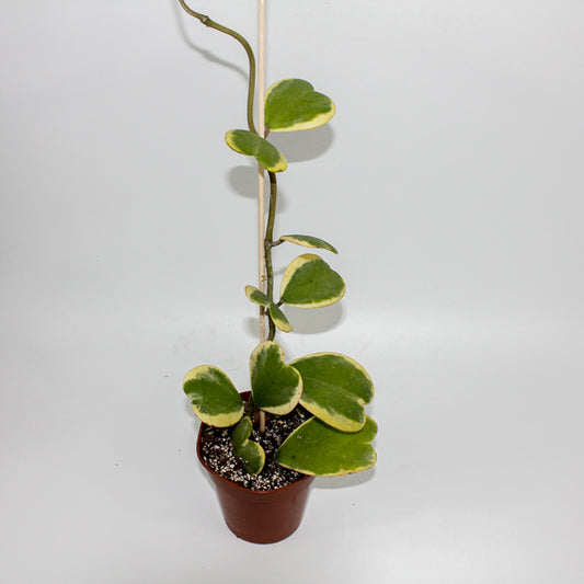 Hoya kerrii albomarginata (Large Vine) Ø13cm H45cm