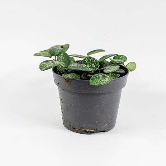 Hoya Mathilde Splash