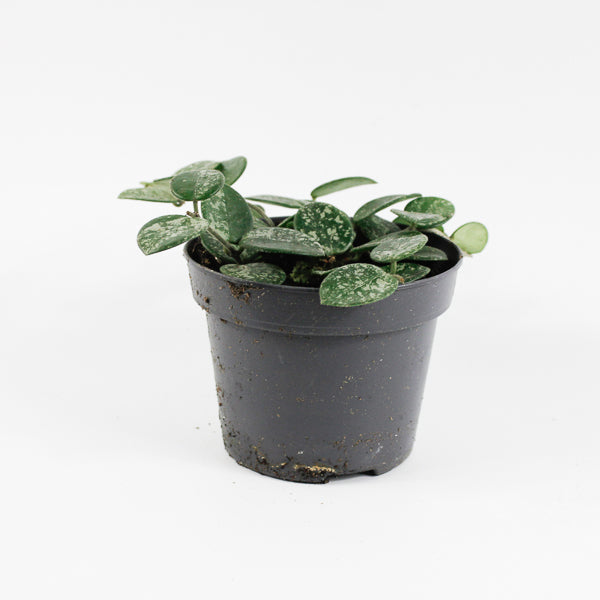 Hoya Mathilde Splash