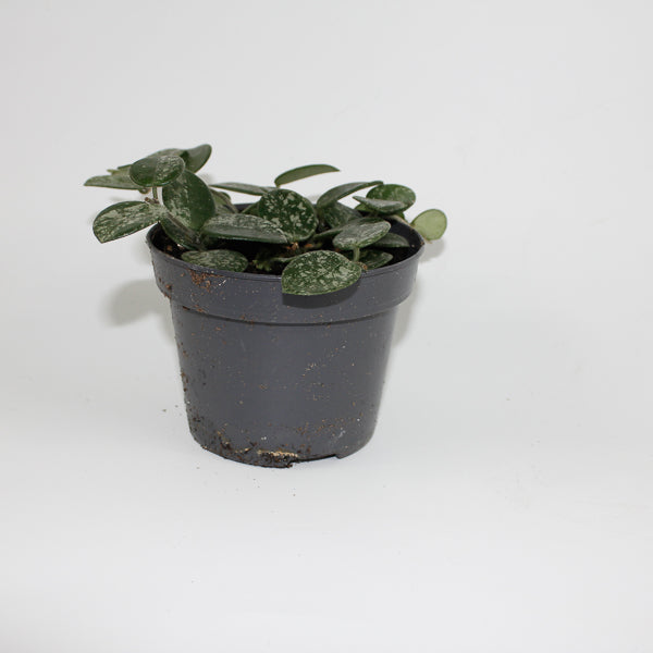 Hoya Mathilde Splash