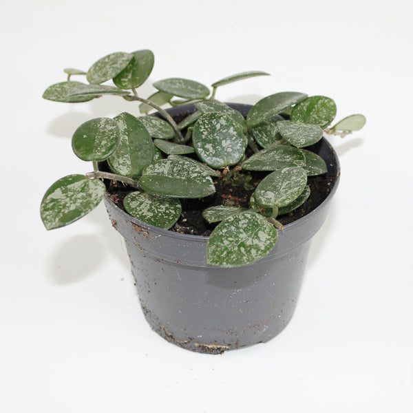 Hoya Mathilde Splash