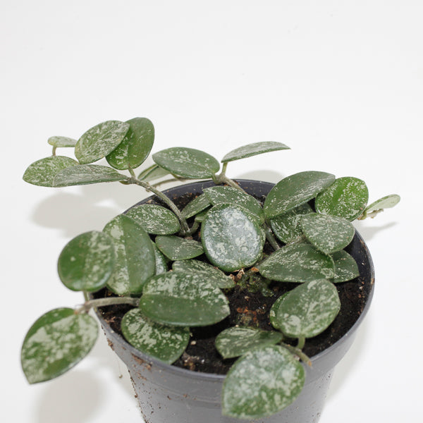 Hoya Mathilde Splash