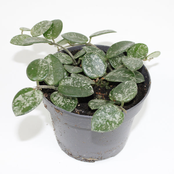 Hoya Mathilde Splash