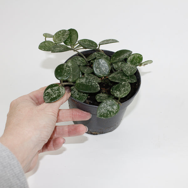 Hoya Mathilde Splash