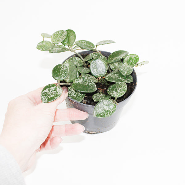 Hoya Mathilde Splash