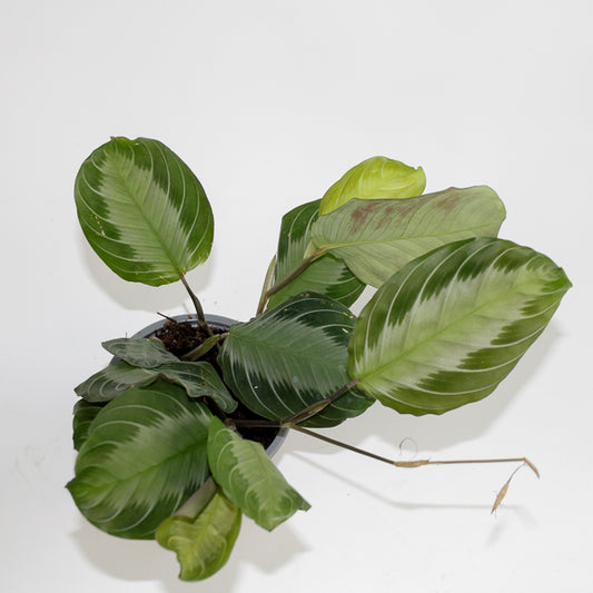 Maranta Silver Band Ø12cm H30cm