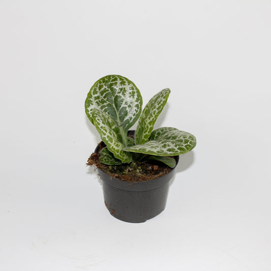 Streptocarpus Pretty Turtle Ø10.5cm H20cm