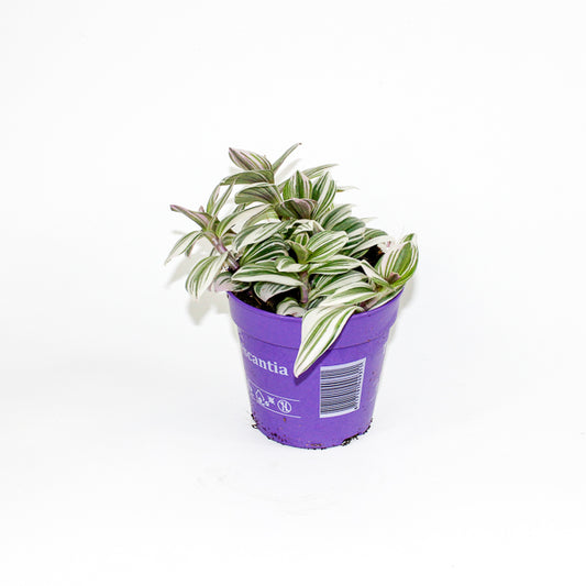 Tradescantia White Ø12cm H15cm