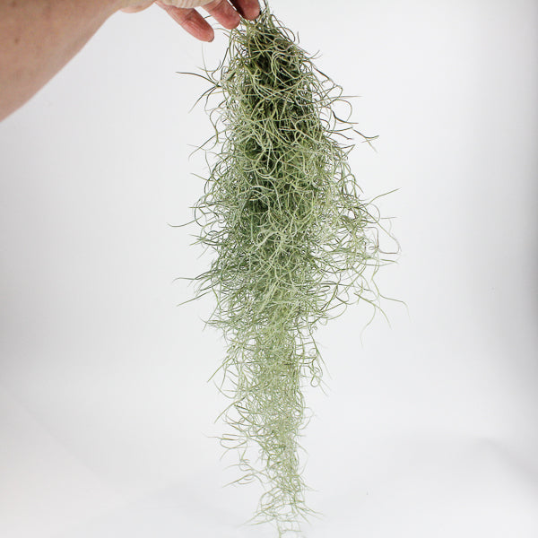 Spanish Moss - Tillandsia usneoides large Ø5cm H60cm