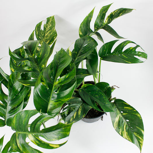 Epipremnum pinnatum Cintho Goldfinger Ø17cm H30m