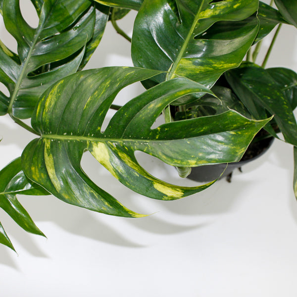 Epipremnum pinnatum Cintho Goldfinger Ø17cm H30m
